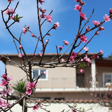 Residenza Anna Calabria Bed & Breakfast Briatico Exterior photo